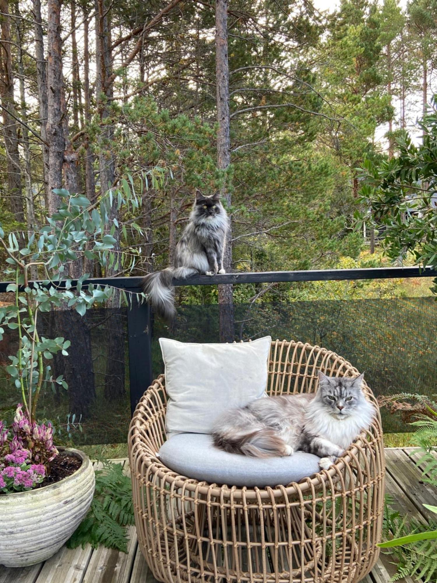 Maven Kustnaera Stugor Kappelshamn Bagian luar foto